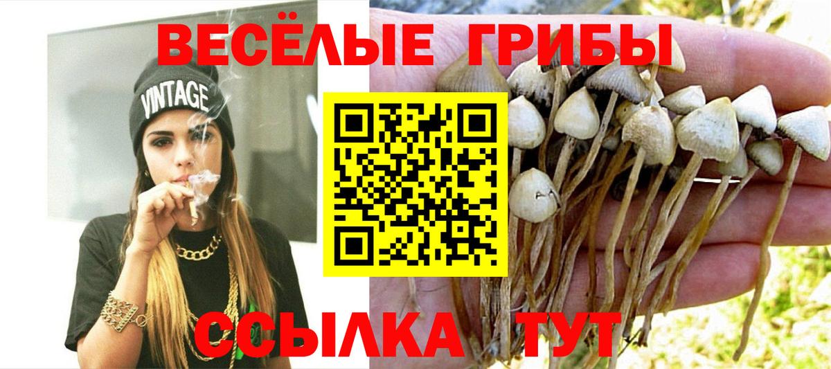 Галлюциногенные грибы GOLDEN TEACHER  Вход с VPN  Кизляр  Галлюциногенные грибы Cubensis 